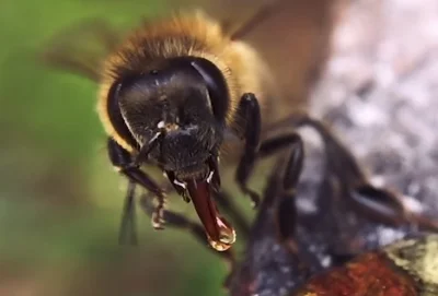 irkmaan - Ranyboskie, pszczoły mają jęzory?! ( ಠ_ಠ)