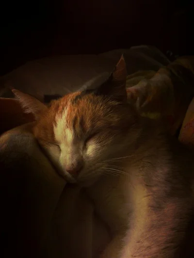 2phonepiotrus - Poznajcie kotkę Lucynkę. Właśnie okupuje moje łóżko, a ja nie mam ser...