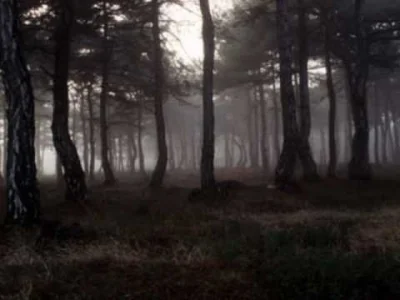 S.....6 - @decoy-your-crap: muzyka z filmu nosi tytuł "a forrest"