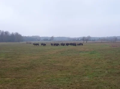 Athantor - @iighlaqalhabl: Ja w akalicach Siemianówki złapałem takie stadko. Przypadk...