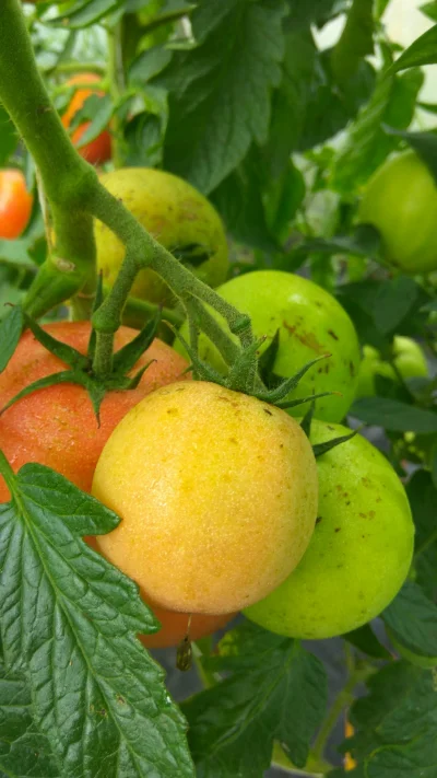 potatowitheyes - #pomidory #ogrodnictwo
Mam problem z pomidorami, taki jak na załączo...