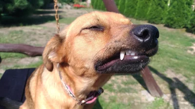 mewa_smieszka - Pies mi się zepsuł #heheszki #smiesznypiesek #pieseczkizprzypadku