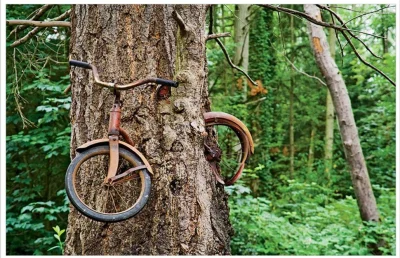 Turboslaw - #rower #drzewo #przemyslanetagi #pewniebylo #natura