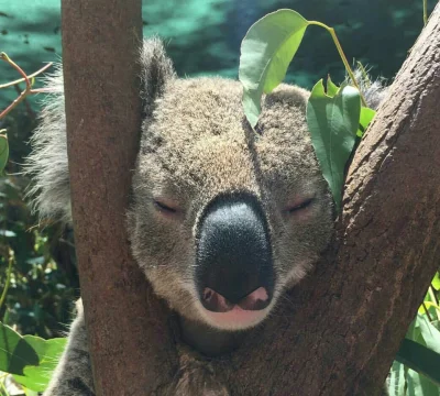 Najzajebistszy - Nieznośna ciężkość bytu. ʕ•ᴥ•ʔ

#koala #koalowabojowka #zwierzaczki