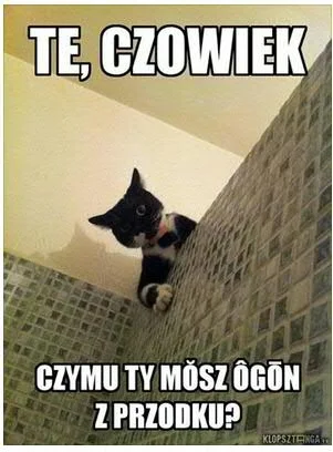 czysta - #heheszki #koty #humor #humorobrazkowy #klopsztanga