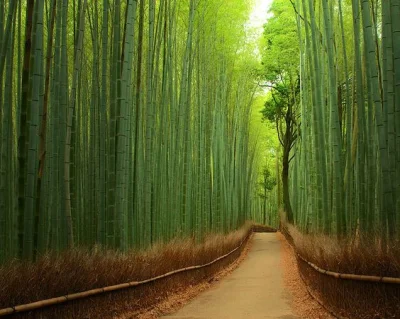 kono123 - Bambusowy las, Narodowy Park Shunan Zhuhai w Japonii 

#ciekawostki #ciek...