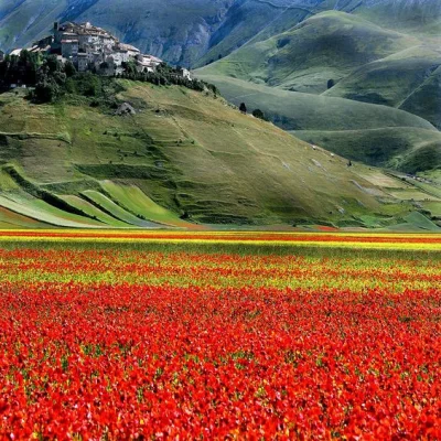 kono123 - Castelluccio, Umbria, Włochy

#wlochy #podroze #umbria #kwiaty