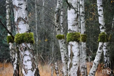 beatha - #landart #art #sztuka

 Miha Brinovec