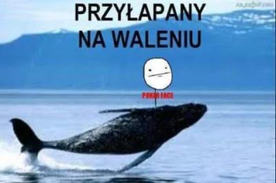 Pipenelk - #heheszki #humorobrazkowy