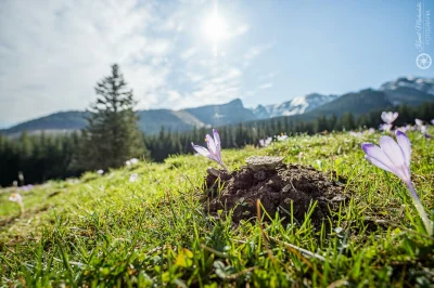 KamilZmc - Wiosna na polanie Kalatówki.
Nikon D7200 + Samyang 10mm, Exif: ISO100, 10m...