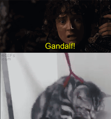 Akayari - #koty #zwierzaczki #heheszki #gif