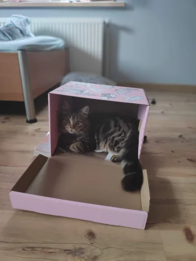 R.....a - Jeśli myślicie, że Wasze koty slodko się pchają do pudełek to patrzcie na t...