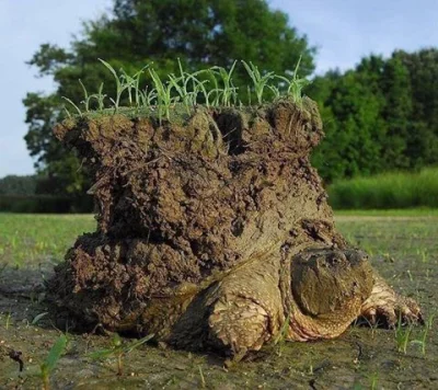 GraveDigger - Mały A'tuin
#zwierzaczki #gady #zolw i trochę #pratchettnadzis