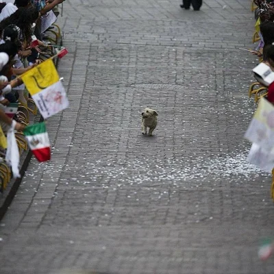 wojna - W Meksyku ten pies przechodził paradę dla papieża, myśląc, że to dla niego. (...