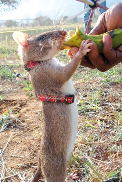 Amadeo - > szczur gambijski.

@HakNaScianie: Sama słodycz taki szczurek gambijski (...
