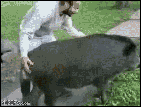 Oude_Geuze - #wtf #gif #heheszki #smiesznypiesek ##!$%@? #rodeo #dzikjestdziki #dziki...