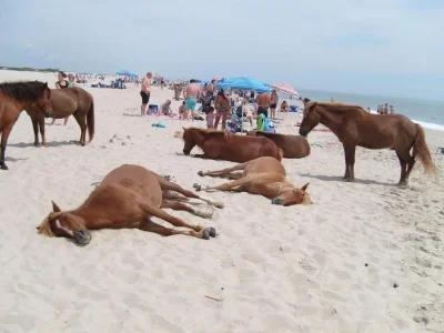 Diplo - Dzikie konie odpoczywają na plaży.

#smiesznypiesek #zwierzaczki #konie