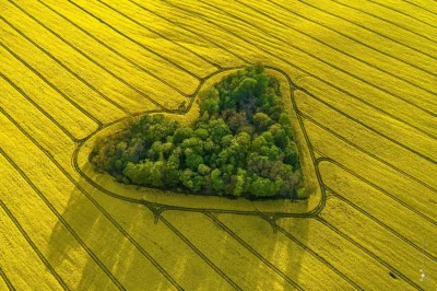 p.....t - Zdjęcie zagajnika na polu rzepaku pod Wrocławiem zrobione dronem przez foto...