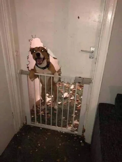 AdminSmieszkowalJak_Banowal - Bohaterski pitbull przegryzł drzwi żeby pogryźć jeszcze...