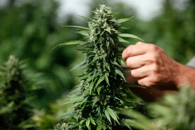 THC-THC - @THC-THC: Gdzie i jaki sposób spożywania cannabisu jest legalny? – Europa
...