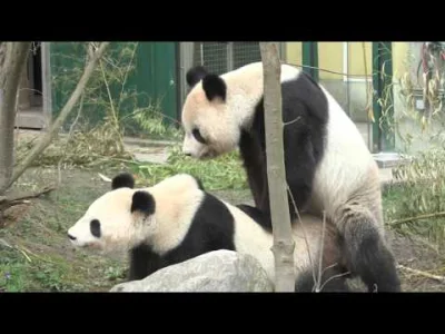 FranzFerdinand - #pandysazajebiste #panda #natura #zoo #ciekawostki #kopulacja #sex #...
