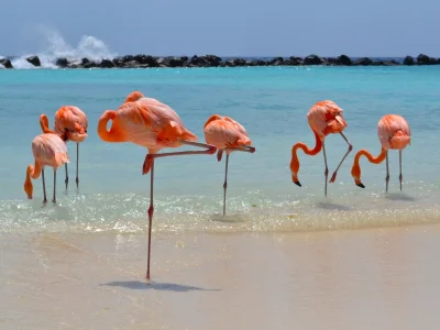 s.....a - #flamingi #ptaki #ornitologia