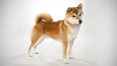 empeash - @rafaello_: A tu shiba