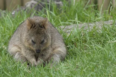 mfek00 - Nad rzeczką, opodal krzaczka, siedziała
kuoczka liściaczka ʕ•ᴥ•ʔ
#quokka #...