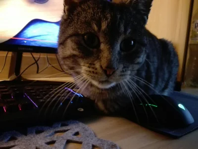 nibemben_pl8 - Teraz ja gram. #koty #kitku #pokazkota #heheszki