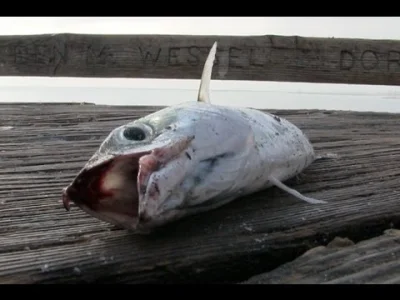 PilariousD - Jakby ktoś z Was jeszcze nie widział krzyczących ryb.



#humor #heheszk...