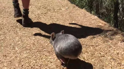 likk - patrz jak radośnie biegnie wombat malutki 

#gif #zwierzaczki #wombat

htt...