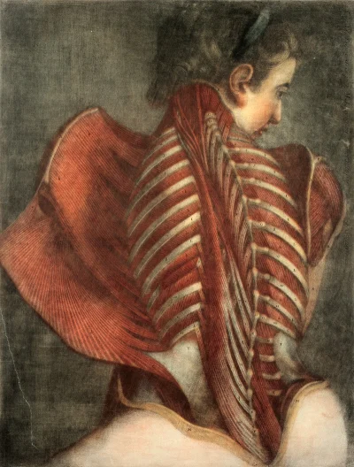 myrmekochoria - Arnauld-Éloi Gautier d'Agoty, Przekroje anatomiczne: tutaj przekrój p...