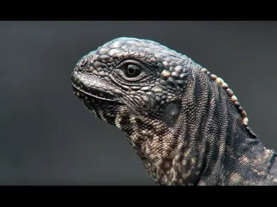 bezprzewodowyAndrzej - #bbc #natura #iguana #weze
Coś niesamowitego (ʘ‿ʘ)