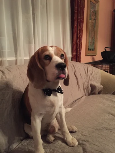 Klejnot_nilu - #beagle #pies