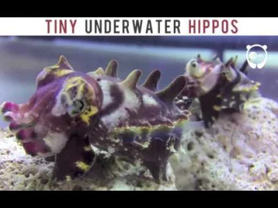 starnak - Tiny underwater hippos