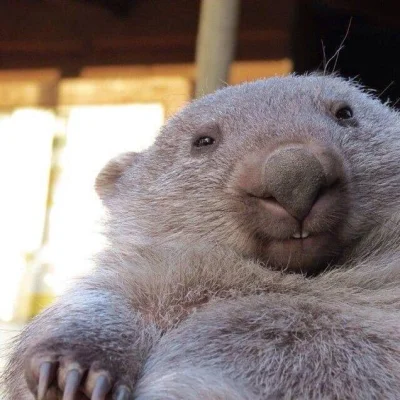 Zdejm_Kapelusz - #zwierzaczki #wombat #wombatysazajebiste