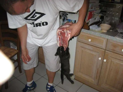 lesio - #kot #koty #zwierzaczki #zwierzeta
Zostaw mnie to mięso!!!