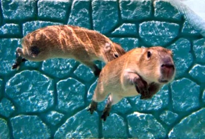 l-da - rzadko spotykane latające kapibary
#zwierzęta #natura #kapibary #zdjęcia #fot...
