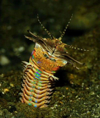cheeseandonion - Bobbit worm (Eunice aphroditois)

#natura #robaczki