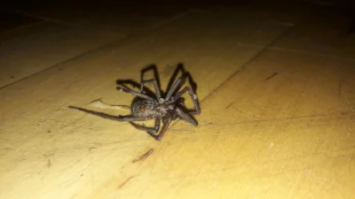 trevorphilip - Czy ktoś kto zna się na pająkach mógłby mi powiedzieć co to za stwór ?...