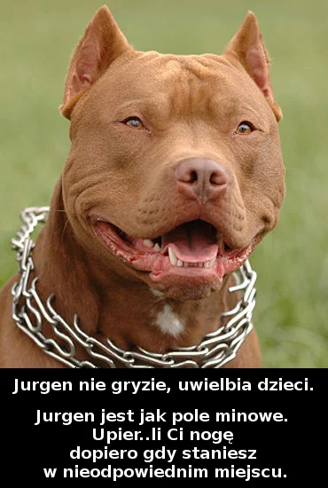 kujaka - #zwierzaczki #amstaff