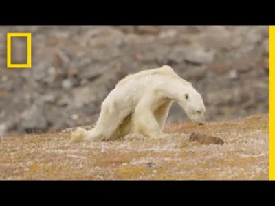 starnak - Heart-Wrenching Video: Starving Polar Bear on Iceless Land | National Geogr...