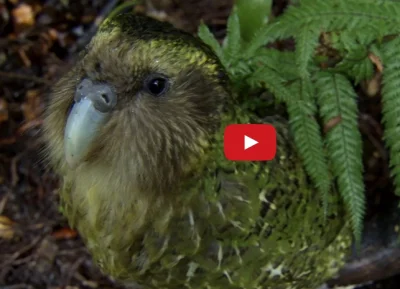 b.....i - Kakapo, jedyna nielotna papuga na świecie.
#mikroreklama #liganauki #zwier...