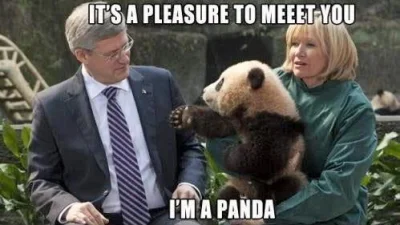 SiekYersky - przewijaj dalej to tylko panda witająca się z jakimś gościem

#siekieras...