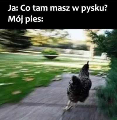 poszukujekota - "Run tudududududududu"
#heheszki #psy #takaprawda #smiesznypiesek #hu...