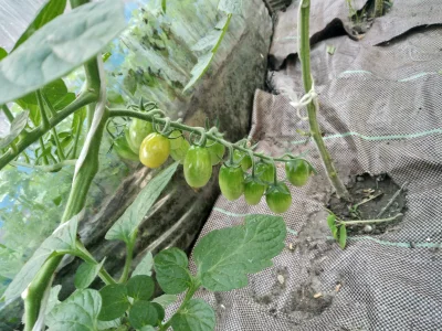 f.....i - Zaczyna się ( ͡°( ͡° ͜ʖ( ͡° ͜ʖ ͡°)ʖ ͡°) ͡°)
#ogrodnictwo #pomidory