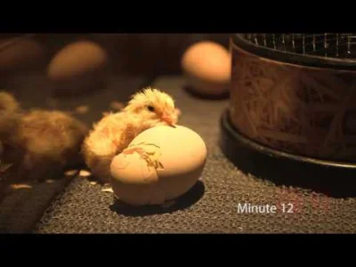 FranzFerdinand - Kurczaczek wykluwający się ( ͡° ͜ʖ ͡°)
SPOILER
#zoo #mistrzdrugieg...