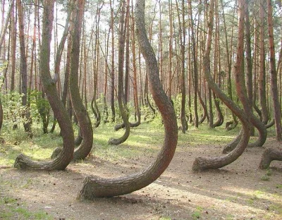 F.....x - #fotografia #polska #natura #przyroda Drzewa te rosną w lesie koło Gryfina ...
