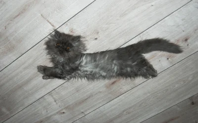 Achacjusz - #pokazkota #koty #smiesznypiesek

kot z funkcją mopa ( ͡° ͜ʖ ͡°)