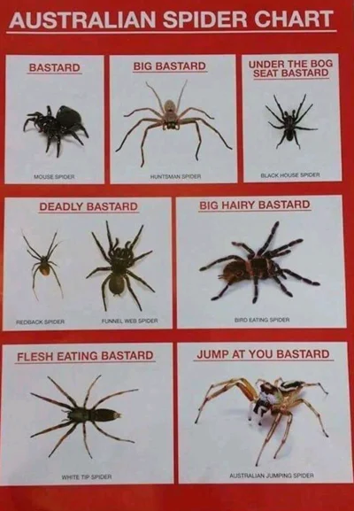 anenya - Tabela australijskich pająków 
#pajaki #infografika #heheszki